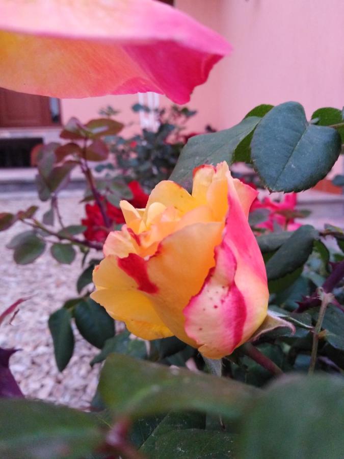 The Roses Garden Bed & Breakfast La Maddalena  Dış mekan fotoğraf