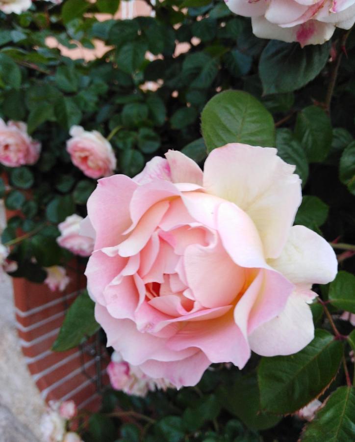 The Roses Garden Bed & Breakfast La Maddalena  Dış mekan fotoğraf