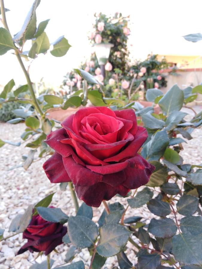The Roses Garden Bed & Breakfast La Maddalena  Dış mekan fotoğraf